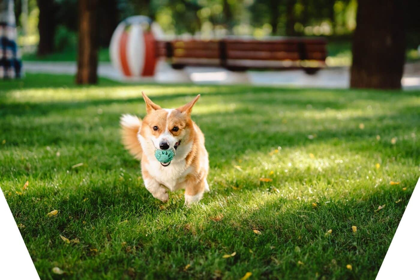 Corgi running with toy at dog playground, sloped title image