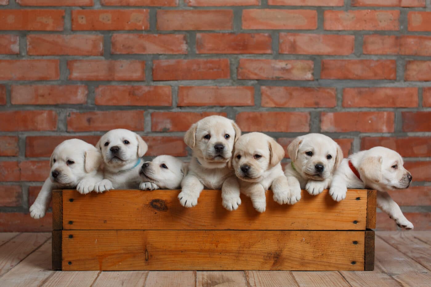 whelping box for puppies