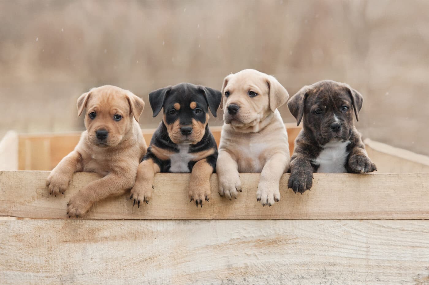 raised whelping box for dogs